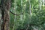 Meksyk, Gwatemala, Belize 2008 - ladami Majw: Palenque, Tikal, Tulum, Coba, Chichen Itza, Uxmal - kliknij aby powikszy