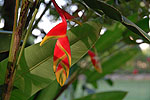 Meksyk, Gwatemala, Belize 2008 - ladami Majw: Palenque, Tikal, Tulum, Coba, Chichen Itza, Uxmal - kliknij aby powikszy