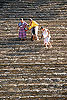 Meksyk, Gwatemala, Belize 2008 - ladami Majw: Palenque, Tikal, Tulum, Coba, Chichen Itza, Uxmal - kliknij aby powikszy