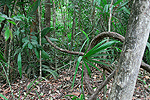 Meksyk, Gwatemala, Belize 2008 - ladami Majw: Palenque, Tikal, Tulum, Coba, Chichen Itza, Uxmal - kliknij aby powikszy