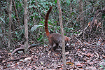 Meksyk, Gwatemala, Belize 2008 - ladami Majw: Palenque, Tikal, Tulum, Coba, Chichen Itza, Uxmal - kliknij aby powikszy