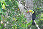 Meksyk, Gwatemala, Belize 2008 - ladami Majw: Palenque, Tikal, Tulum, Coba, Chichen Itza, Uxmal - kliknij aby powikszy