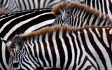 Safari w Kenii - Parki narodowe: Masai Mara, Amboseli, Nakuru, Samburu