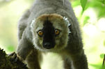Madagaskar - kliknij aby powi�kszy�
