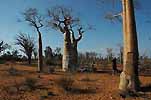 Madagaskar - kliknij aby powi�kszy�